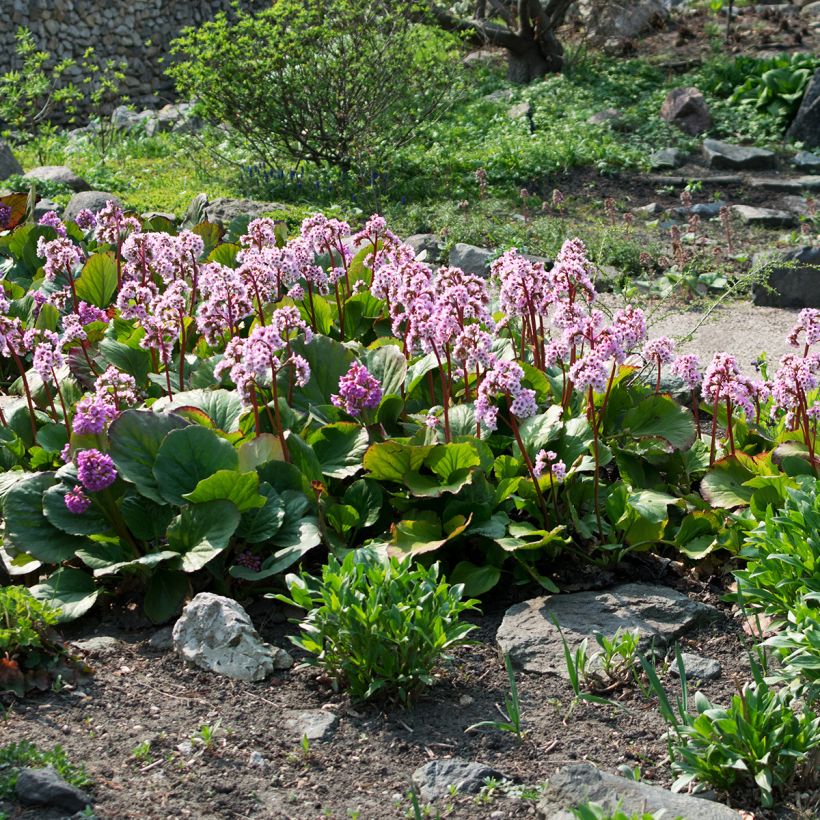 Bergenia cordifolia - Schoenlappersplant (Groeiplaats)