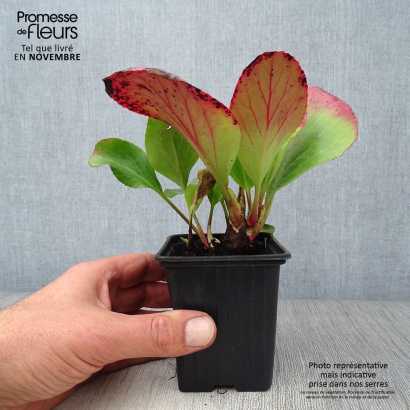 Exemplaar van Bergenia cordifolia - Schoenlappersplant Kweekpotje van 7/8 cm zoals geleverd in de herfst