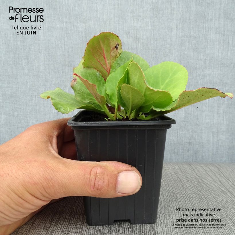 Exemplaar van Bergenia cordifolia - Schoenlappersplant Kweekpotje van 7/8 cm zoals geleverd in de zomer