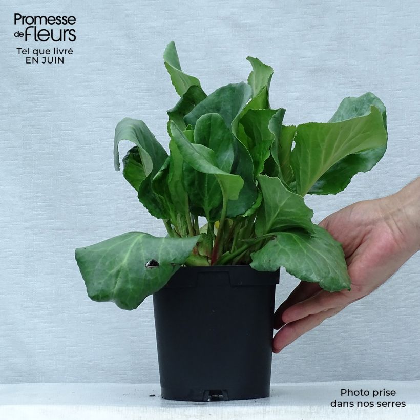 Exemplaar van Bergenia cordifolia - Schoenlappersplant Pot van 2 l/3 l zoals geleverd in de zomer