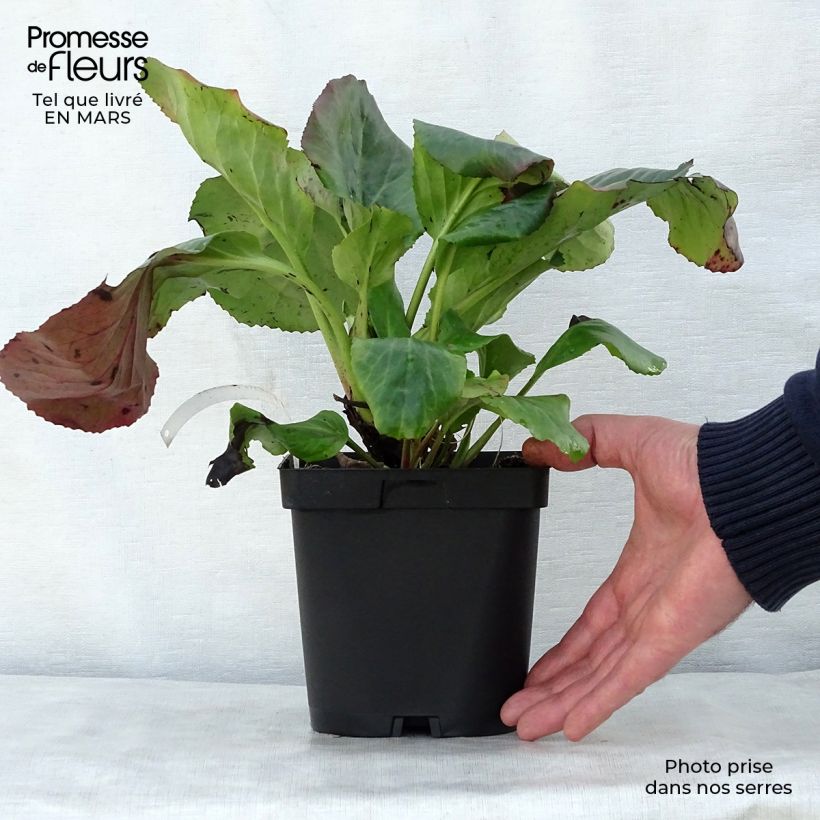 Exemplaar van Bergenia cordifolia - Schoenlappersplant Pot van 2 l/3 l zoals geleverd in de lente