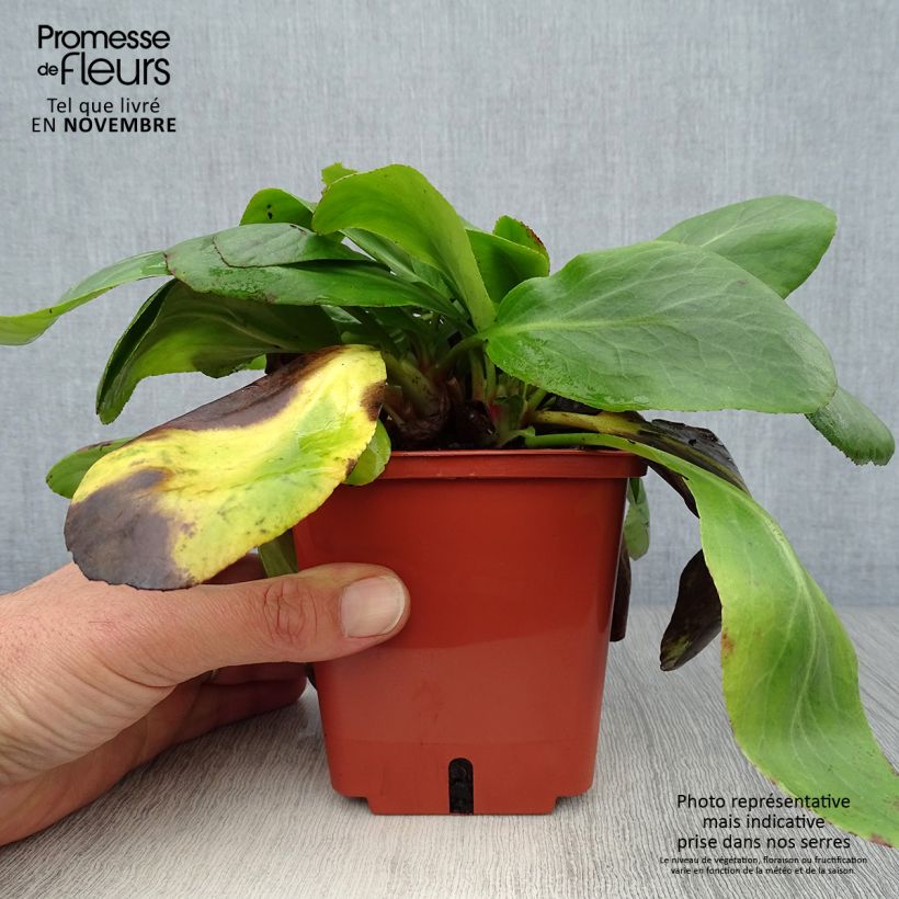 Exemplaar van Bergenia cordifolia Silberlicht - Schoenlappersplant Pot van 1 l/1,5 l zoals geleverd in de herfst