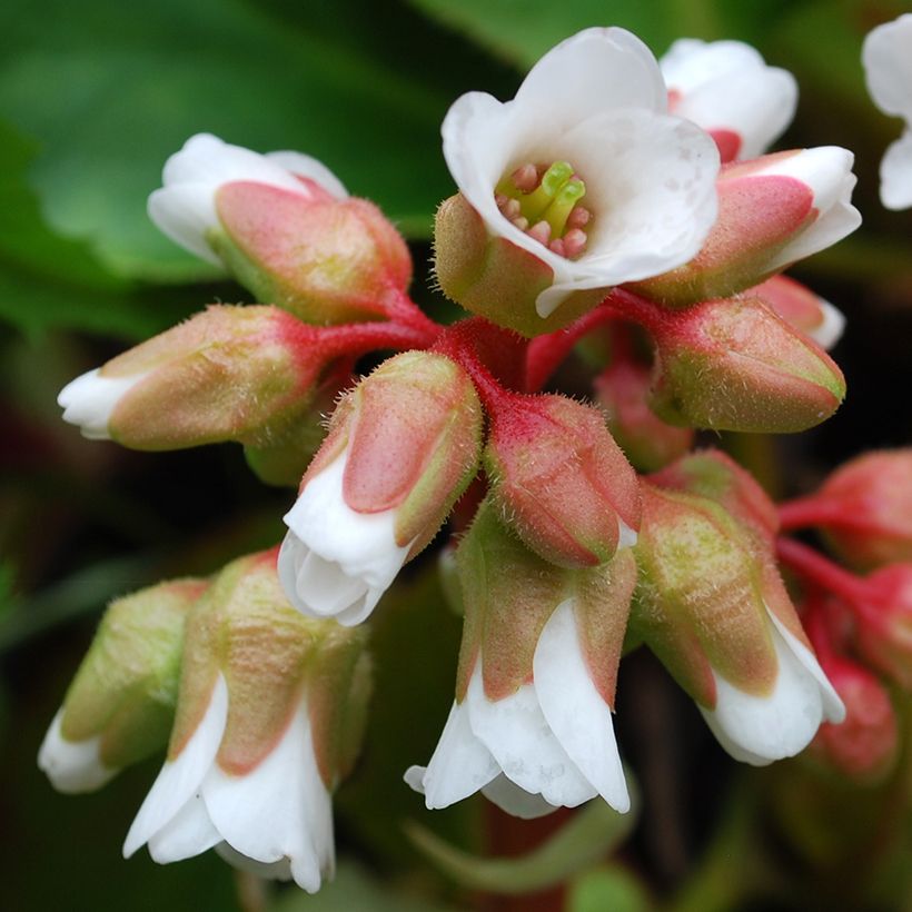 Bergenia cordifolia Silberlicht - Schoenlappersplant (Bloei)