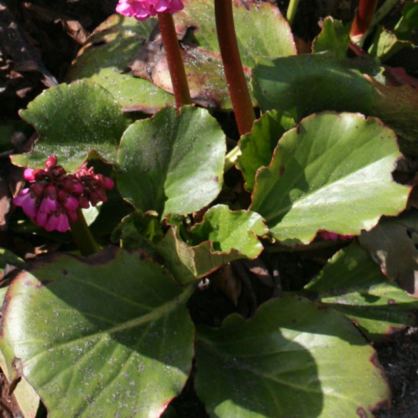 Bergenia Abendglut - Schoenlappersplant (Blad)
