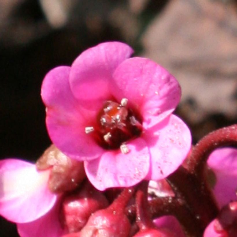 Bergenia Abendglut - Schoenlappersplant (Bloei)