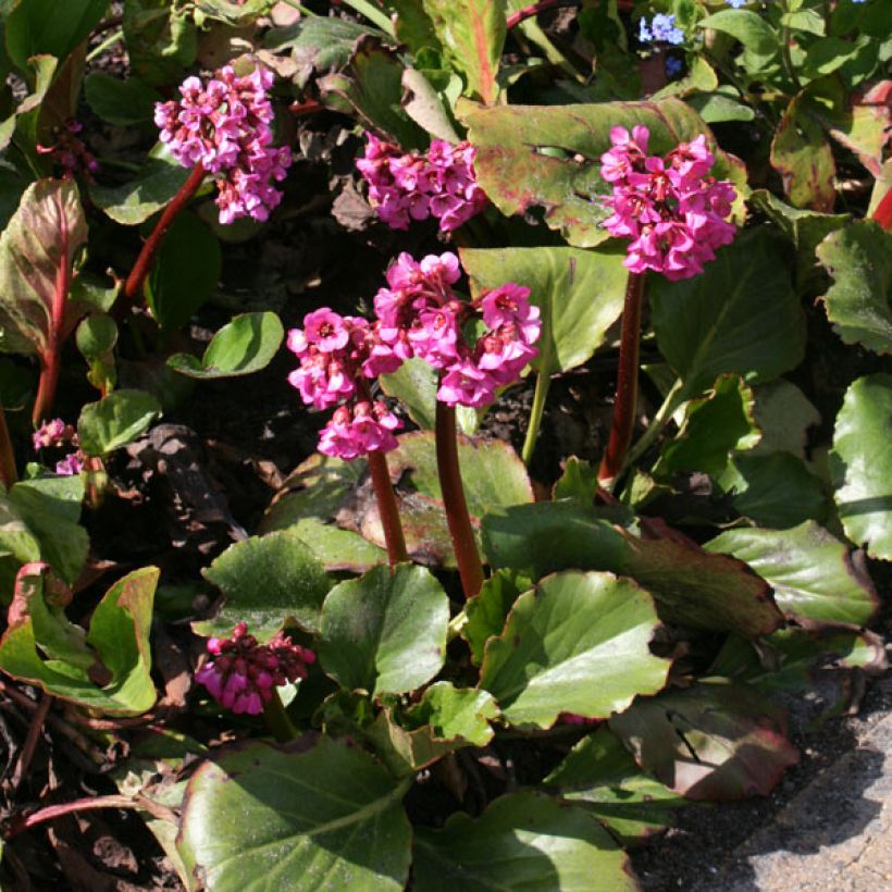 Bergenia Abendglut - Schoenlappersplant (Groeiplaats)