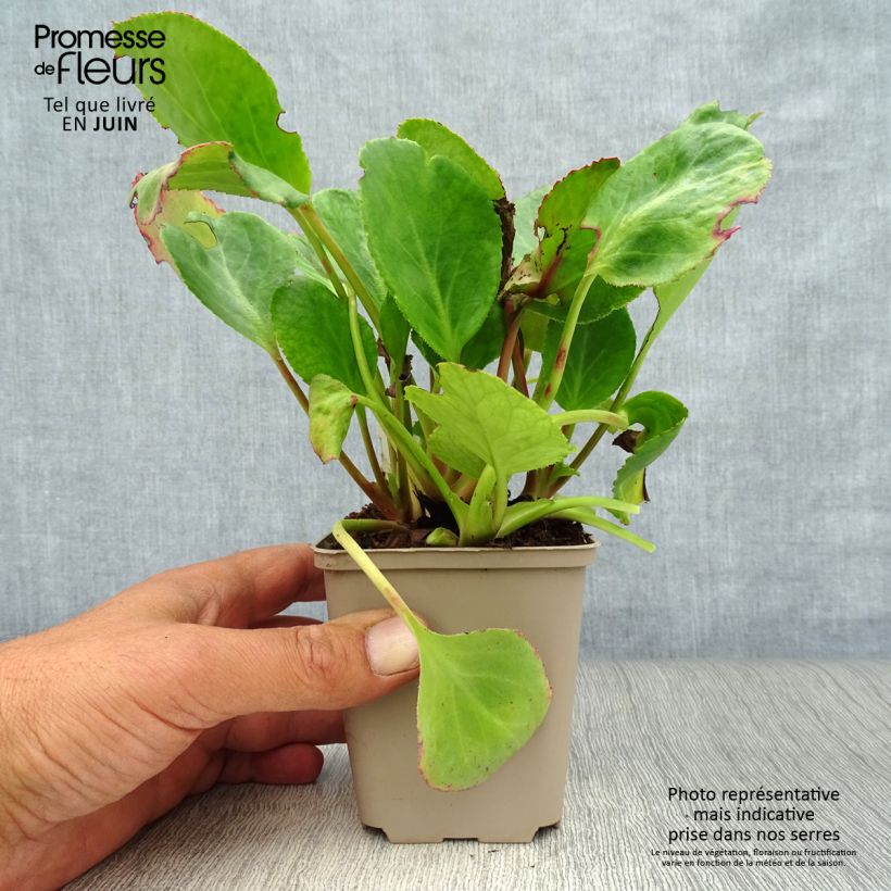Exemplaar van Bergenia Harzkristall - Schoenlappersplant Kweekpotje van 8/9 cm zoals geleverd in de zomer