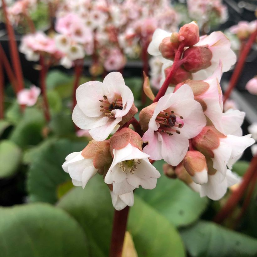 Bergenia Harzkristall - Schoenlappersplant (Bloei)