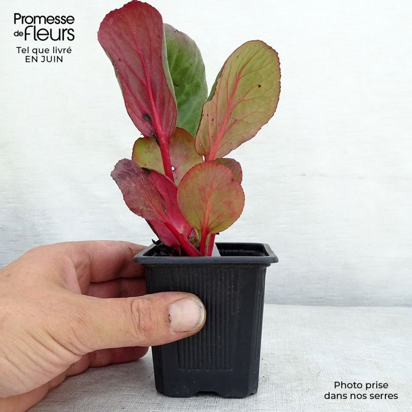 Exemplaar van Bergenia purpurascens - Schoenlappersplant Kweekpotje van 8/9 cm zoals geleverd in de zomer