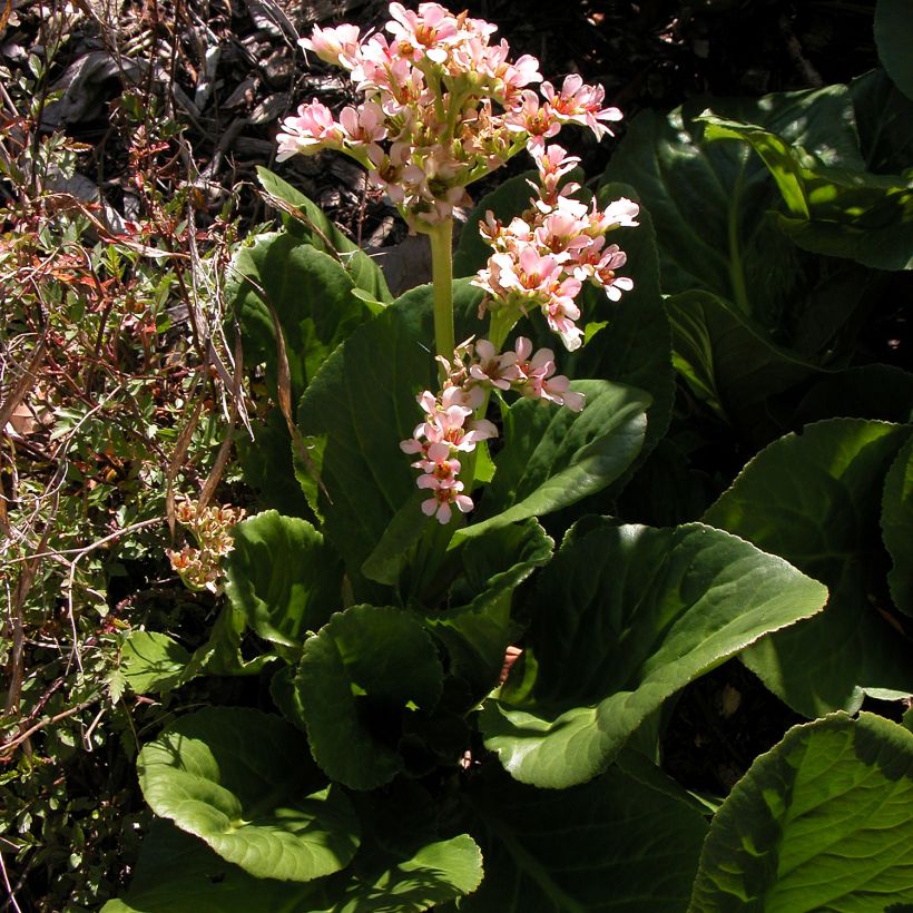 Bergenia stracheyi - Schoenlappersplant (Groeiplaats)
