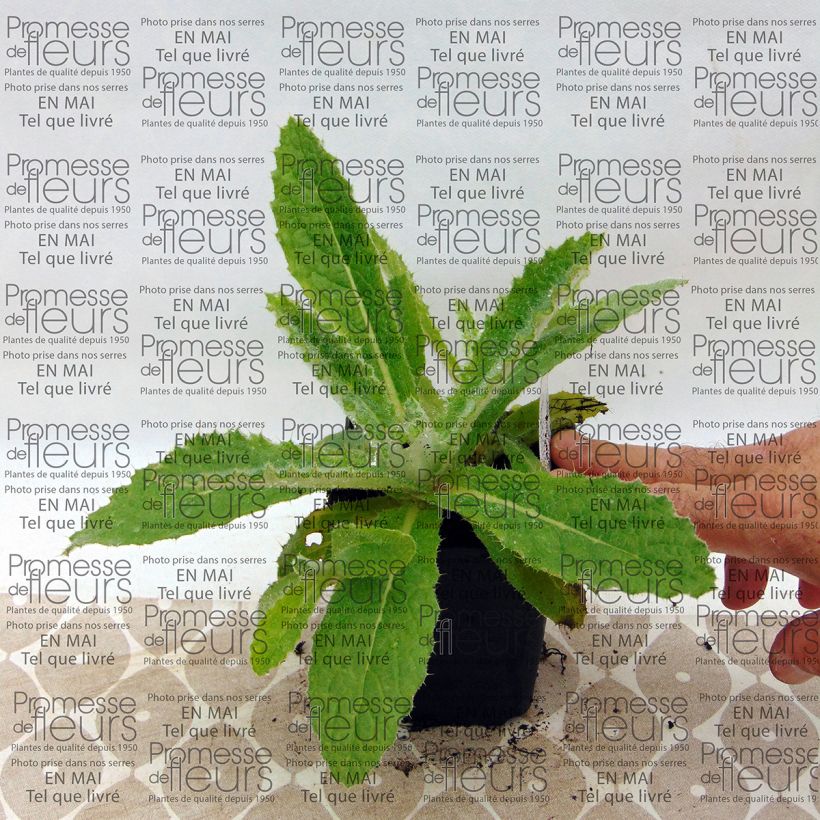 Voorbeeld van een exemplaar van Berkheya purpurea - Afrikaanse distel Kweekpotje van 8/9 cm zoals geleverd