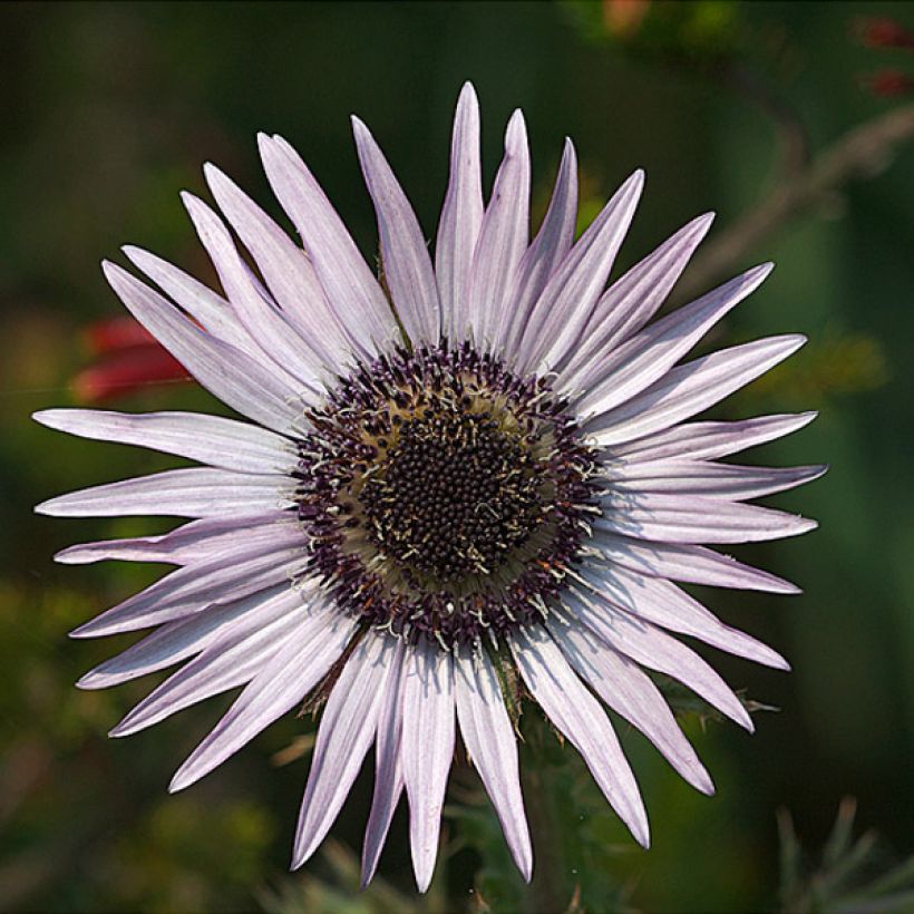 Berkheya purpurea - Afrikaanse distel (Bloei)