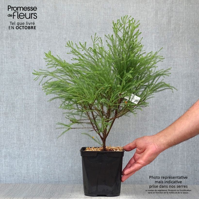 Exemplaar van Berzelia - Knopjesstruik Pot van 4 l/5 l zoals geleverd in de herfst