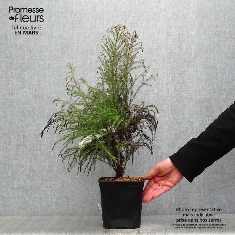 Exemplaar van Berzelia - Knopjesstruik Pot van 4 l/5 l zoals geleverd in de lente