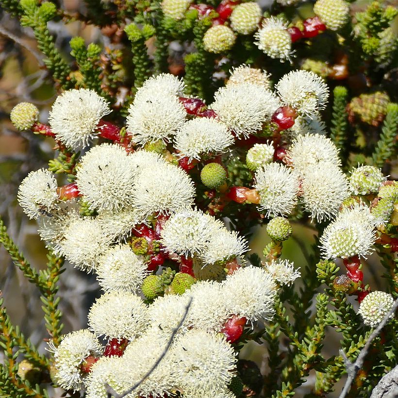 Berzelia lanuginosa - Knopjesstruik (Bloei)