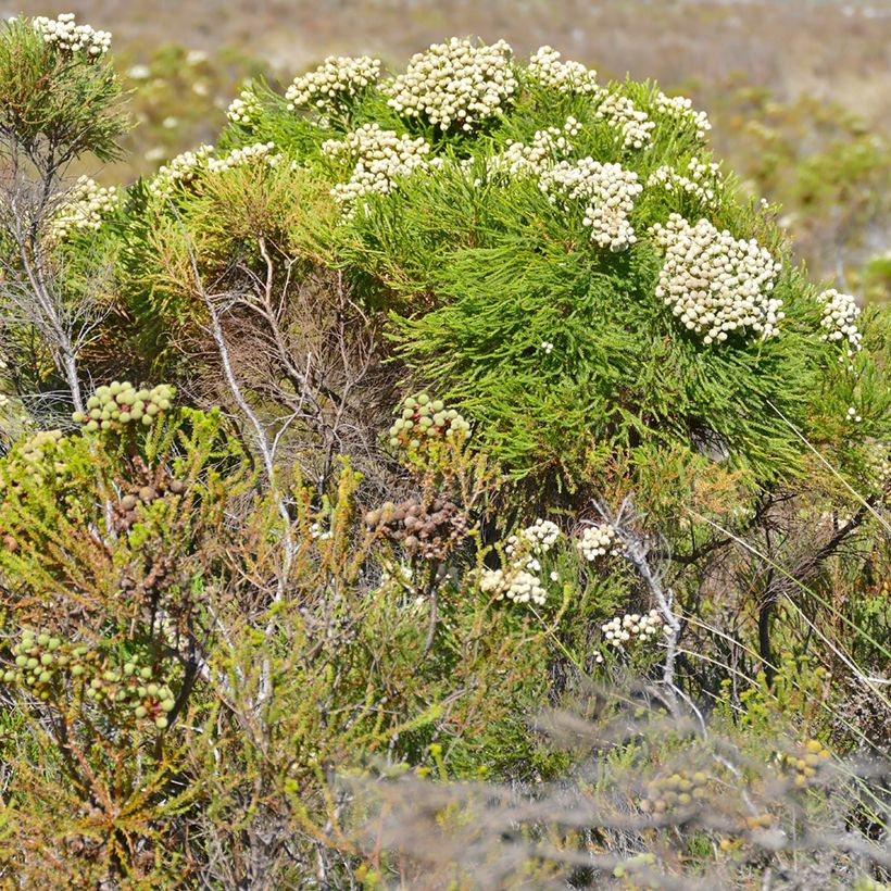 Berzelia lanuginosa - Knopjesstruik (Groeiplaats)