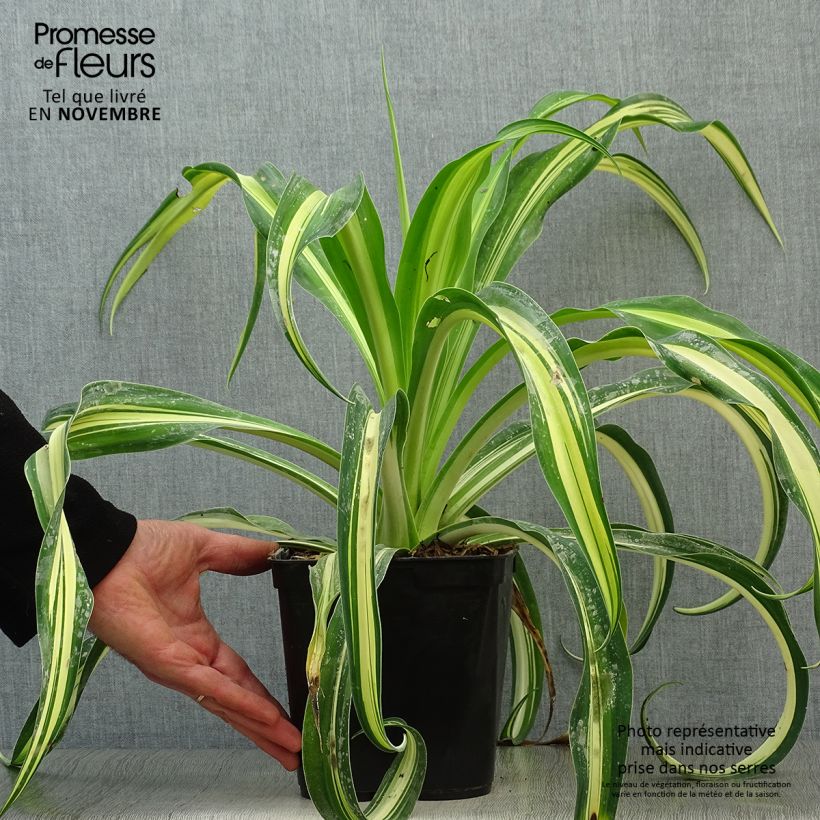 Exemplaar van Beschorneria yuccoides Flamingo Glow - Mexicaanse lelie Pot van 3 l/4 l zoals geleverd in de herfst