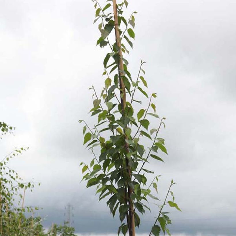 Betula albosinensis Fascination - Chinese berk (Blad)