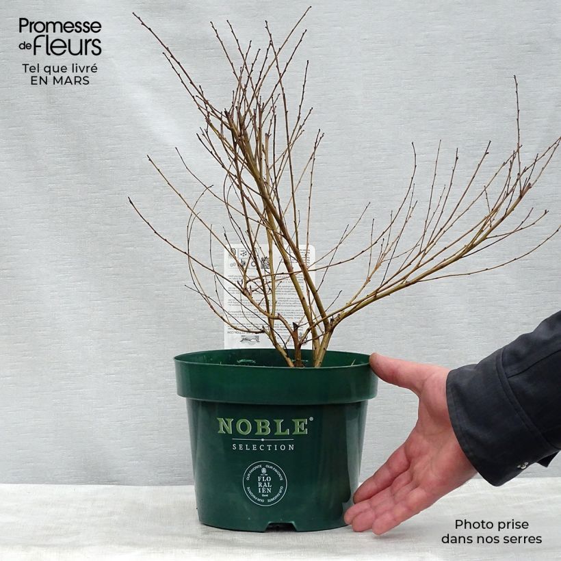 Example of Betula nana Golden Treasure - Dwergberk Pot van 3 l/4 l as you get in printemps