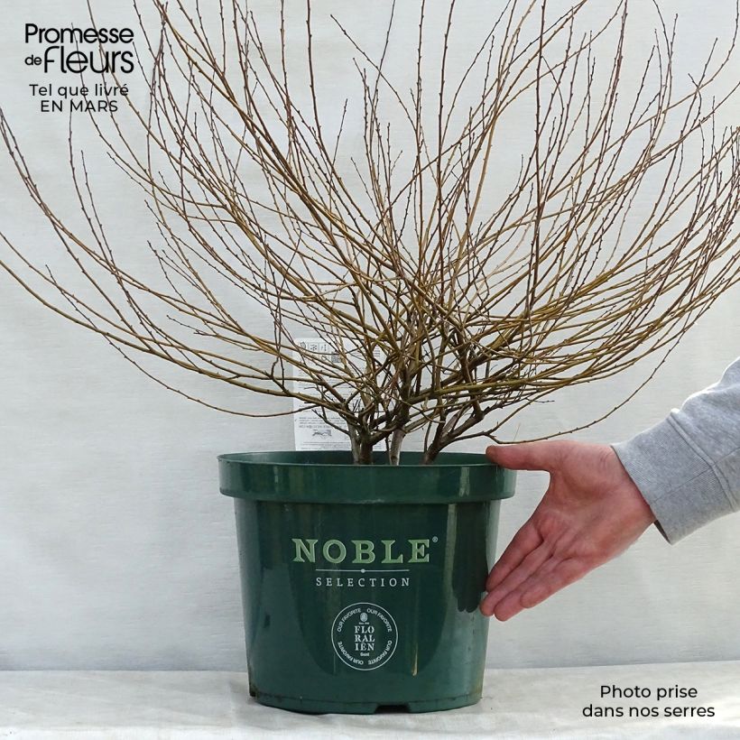 Example of Betula nana Golden Treasure - Dwergberk Pot van 7,5 l/10 l as you get in printemps