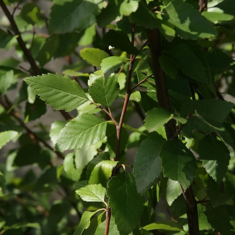 Betula nigra - Zwarte berk (Foliage)