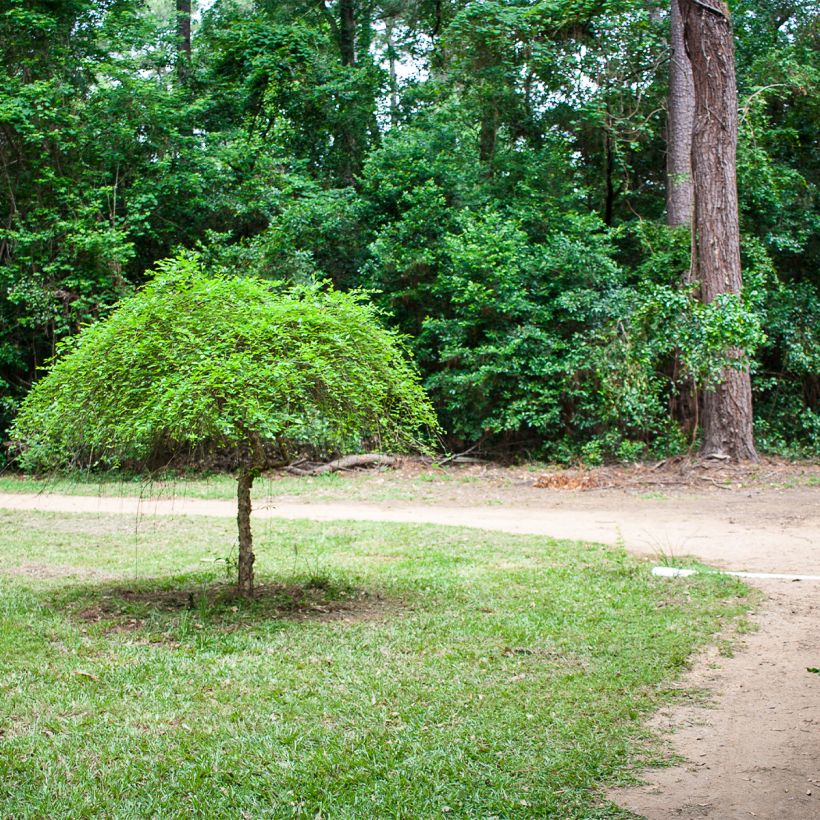Betula nigra Summer Cascade - Zwarte berk (Groeiplaats)