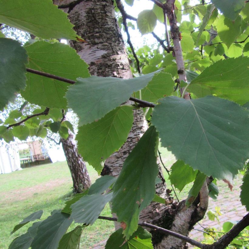 Betula papyrifera - Himalayaberk (Blad)