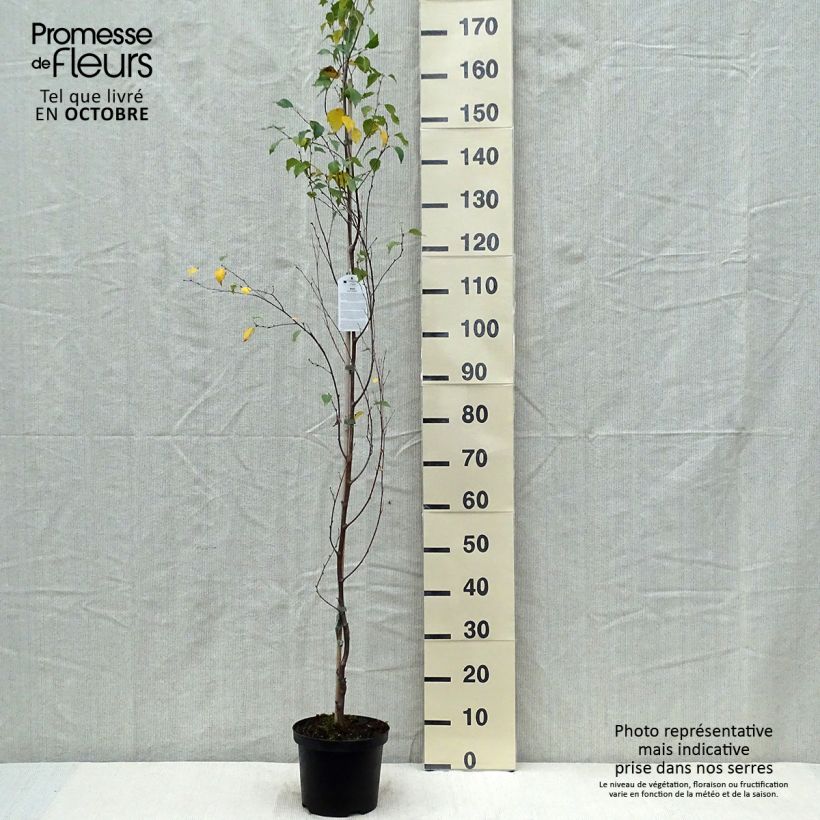 Exemplaar van Betula pendula Fastigiata - Ruwe berk Pot van 3 l/4 l zoals geleverd in de herfst