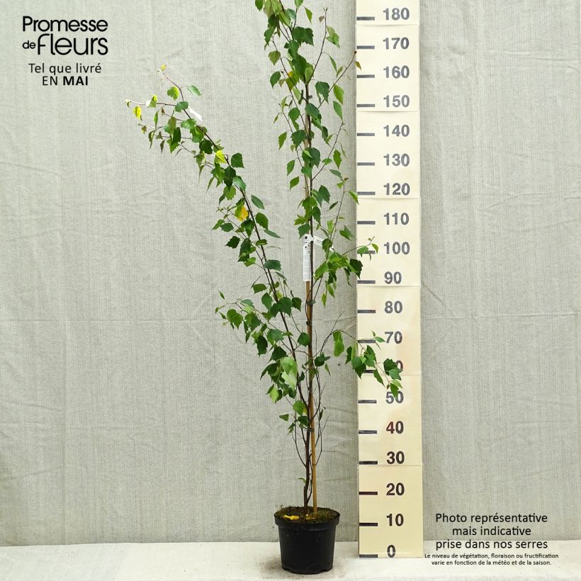 Exemplaar van Betula pendula Fastigiata - Ruwe berk Pot van 3 l/4 l zoals geleverd in de lente