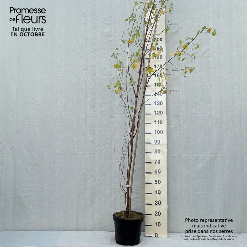 Exemplaar van Betula pendula Fastigiata - Ruwe berk Pot van 7,5 l/10 l zoals geleverd in de herfst