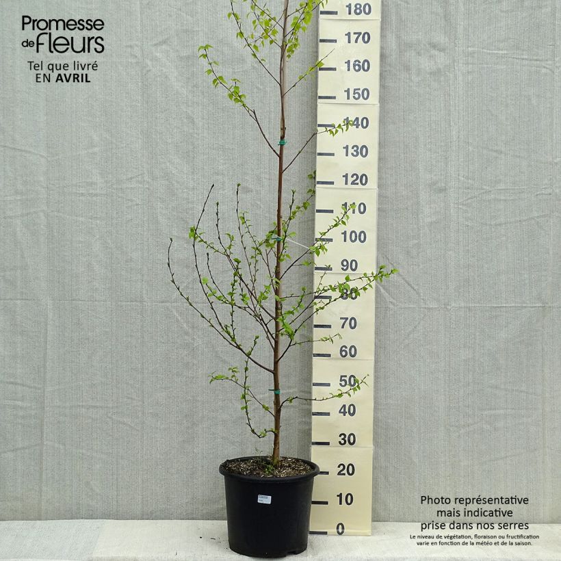 Exemplaar van Betula pendula Golden Cloud - Ruwe berk Pot van 12 l/15 l, Kroonhoogte zoals geleverd in de lente
