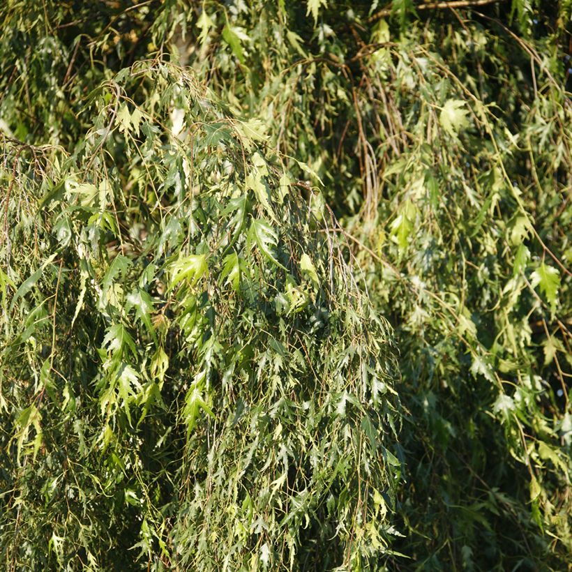 Betula pendula Gracilis - Ruwe berk (Blad)
