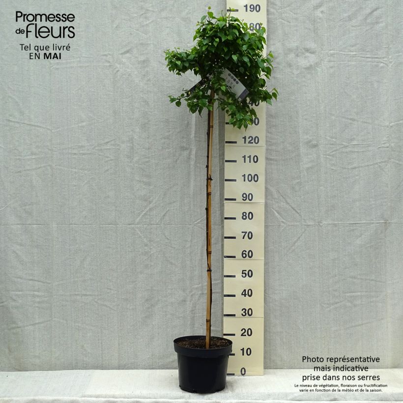 Exemplaar van Betula pendula Magical Globe - Ruwe berk Pot van 7,5 l/10 l zoals geleverd in de lente