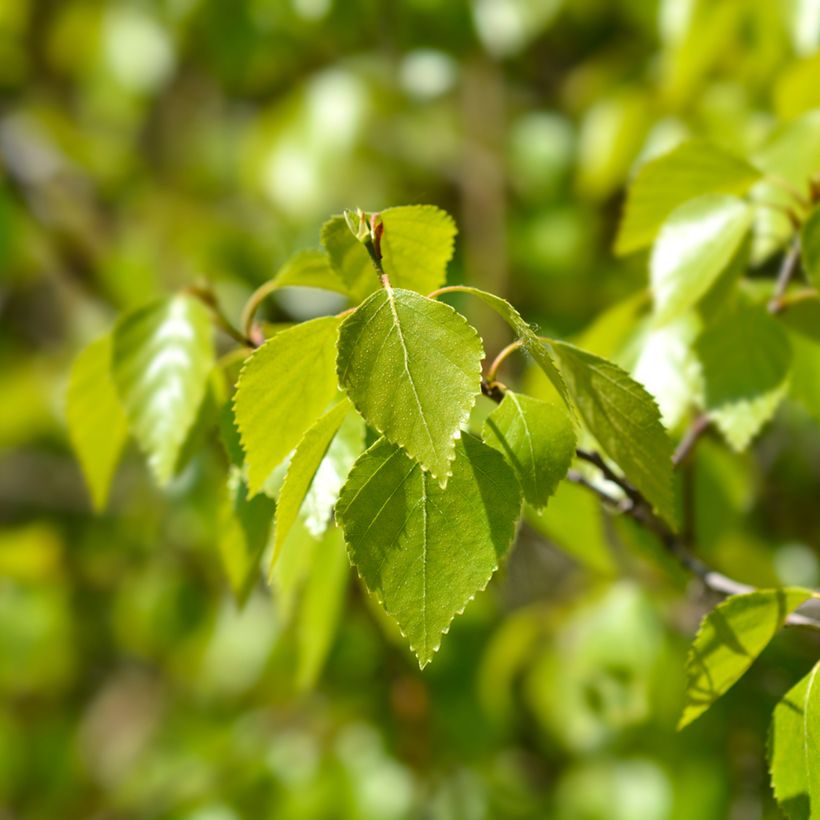 Betula pendula Magical Globe - Ruwe berk (Blad)