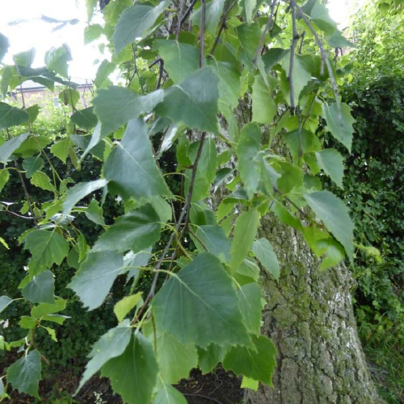 Betula pendula Tristis - Ruwe berk (Blad)