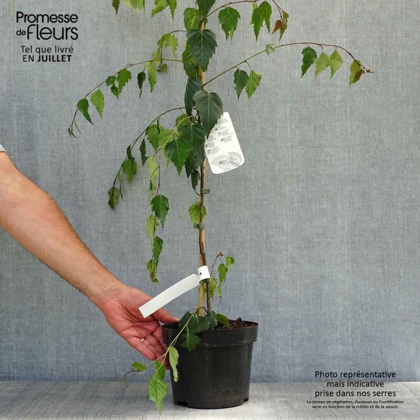 Exemplaar van Betula pendula Tristis - Ruwe berk Pot van 2 l/3 l zoals geleverd in de zomer