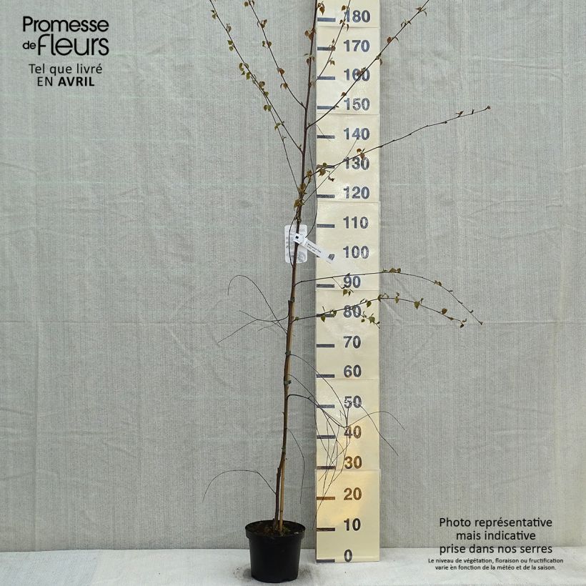Exemplaar van Betula pendula Tristis - Ruwe berk Pot van 2 l/3 l zoals geleverd in de lente