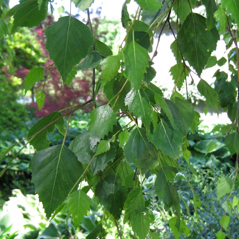 Betula pendula Youngii - Ruwe berk (Blad)