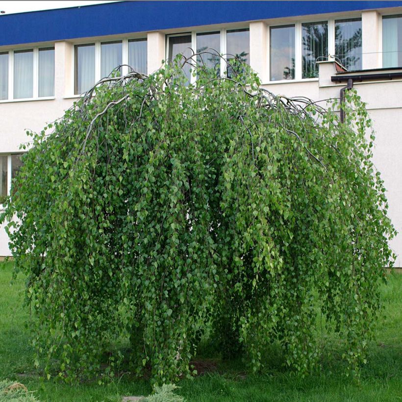 Betula pendula Youngii - Ruwe berk (Groeiplaats)