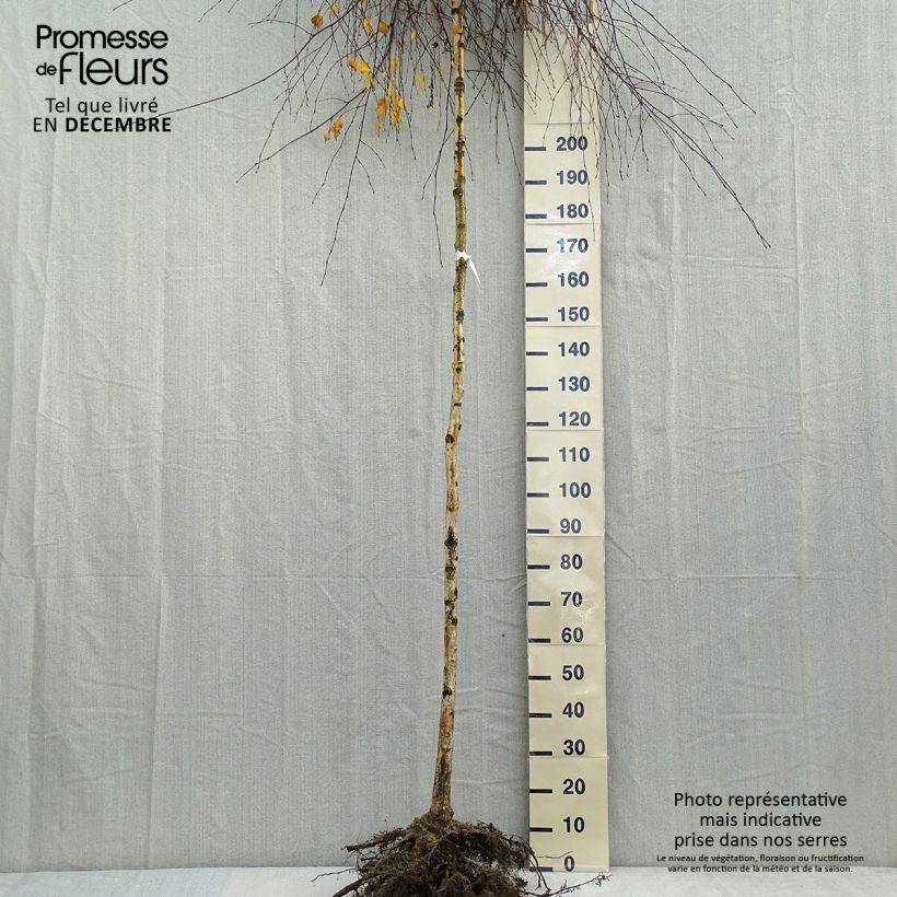 Exemplaar van Betula pendula Youngii - Ruwe berk Naakte wortel, Stengel zoals geleverd in de winter