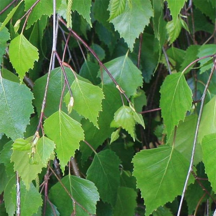 Betula pendula - Ruwe berk (Foliage)