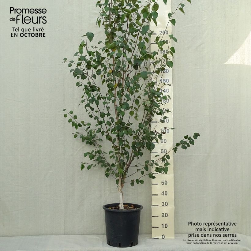 Exemplaar van Betula pendula - Ruwe berk Pot van 18 l/20 l zoals geleverd in de herfst