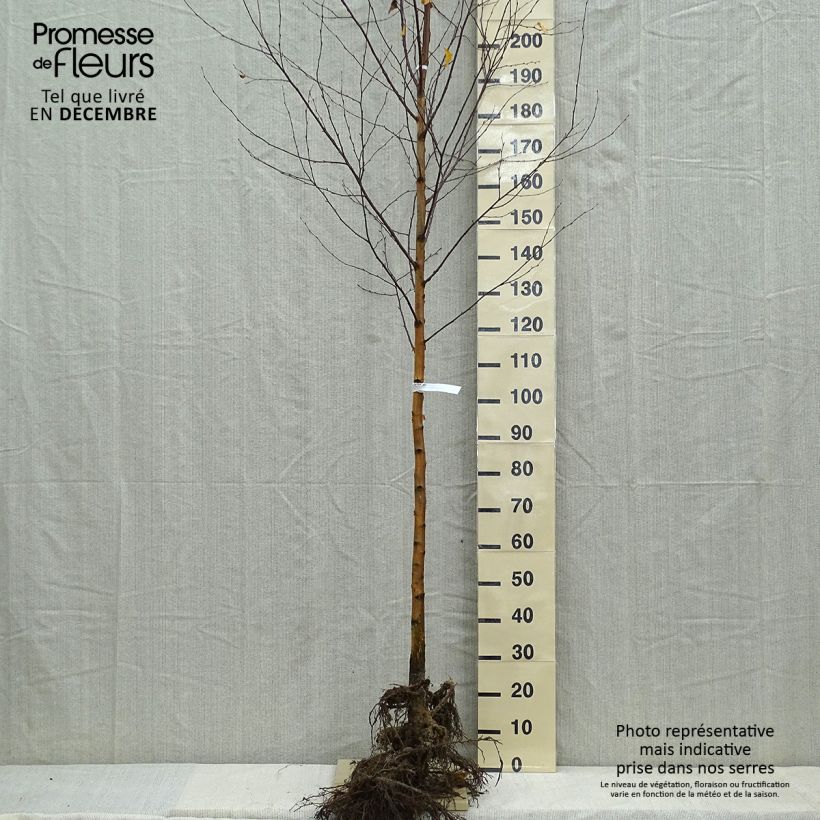 Example of Betula pendula - Ruwe berk Naakte wortel, Stengel as you get in hiver