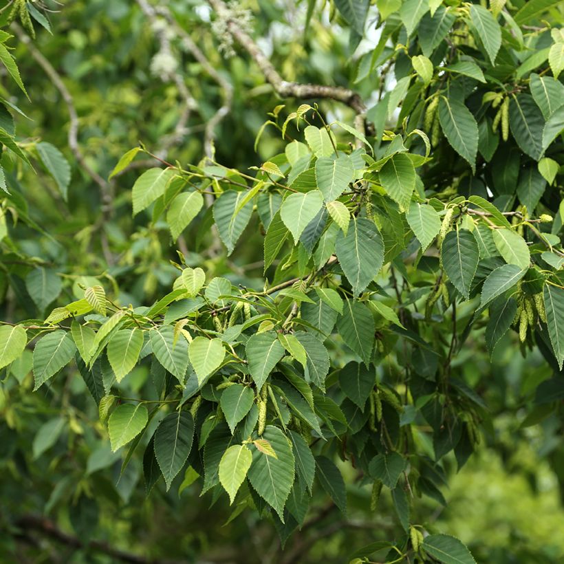 Betula utilis var. prattii - Chinese berk (Blad)
