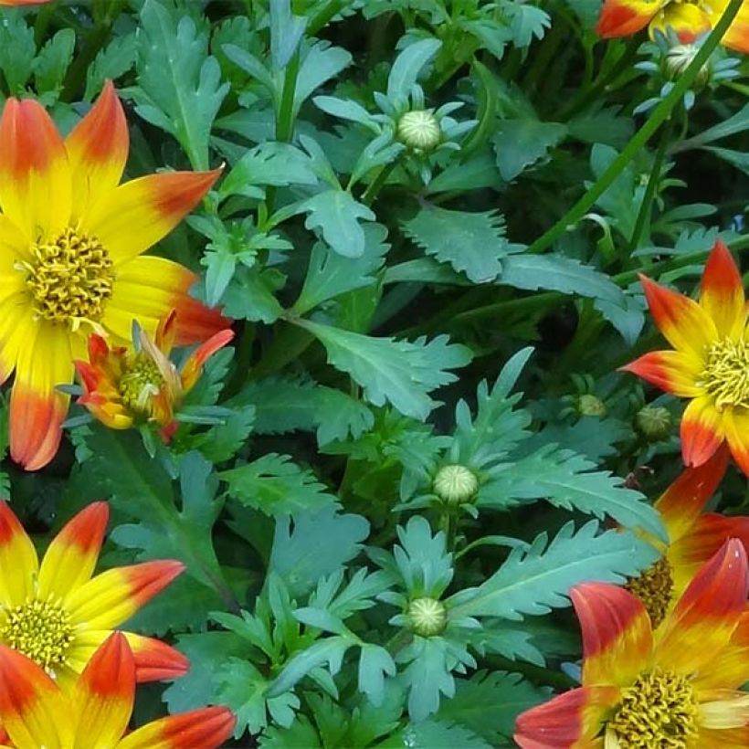 Bidens Beedance Painted Red - Tandzaad (Blad)