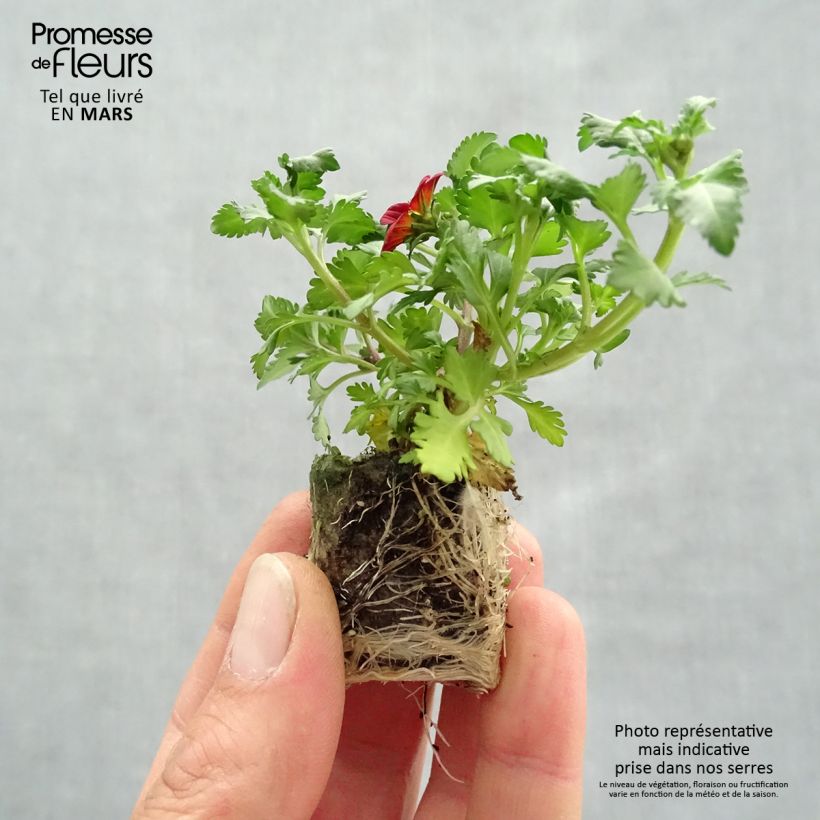 Exemplaar van Bidens Beedance Painted Red - Tandzaad Mini-mot Ø 3/4 cm zoals geleverd in de lente