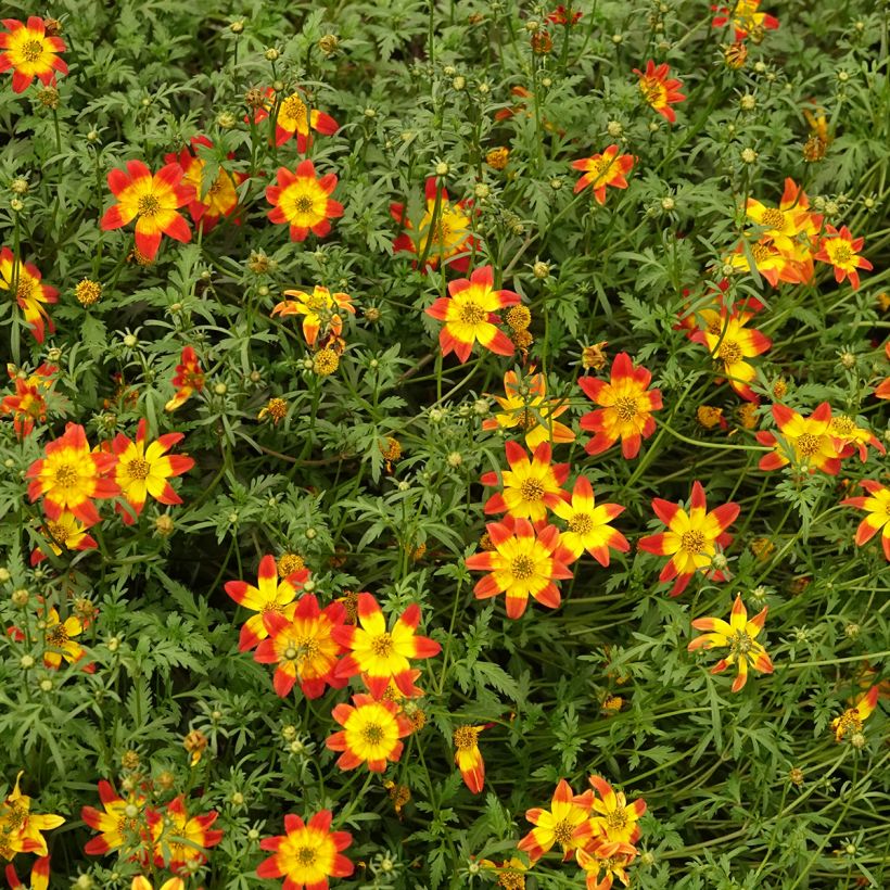 Bidens Beedance Painted Red - Tandzaad (Groeiplaats)