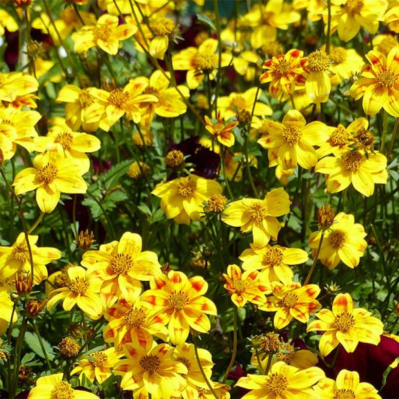 Bidens Beedance Painted Yellow - Tandzaad (Bloei)
