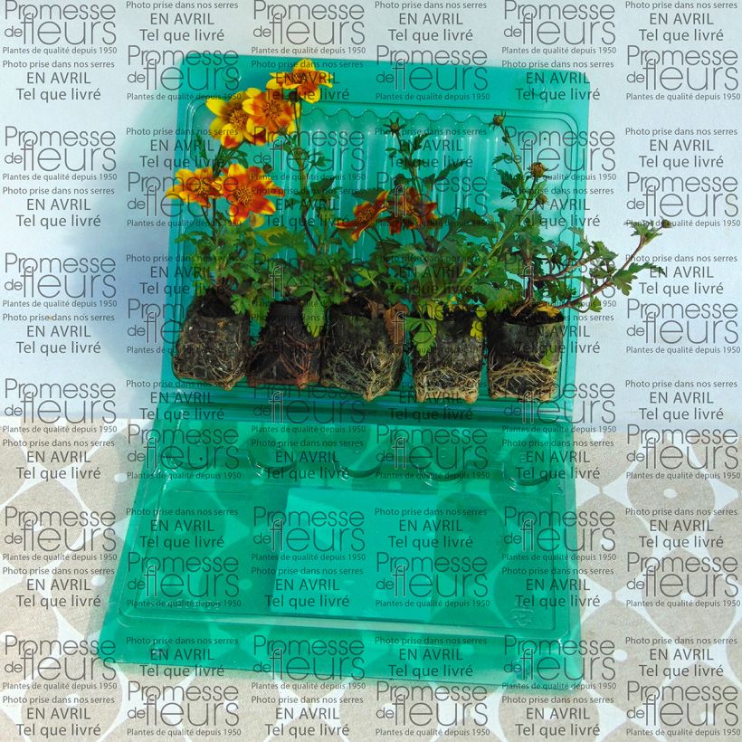 Voorbeeld van een exemplaar van Bidens Beedance Painted Yellow - Tandzaad Mini-mot Ø 3/4 cm zoals geleverd