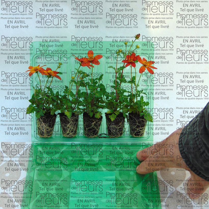 Voorbeeld van een exemplaar van Bidens Campfire Fireburst - Tandzaad Mini-mot Ø 3/4 cm zoals geleverd